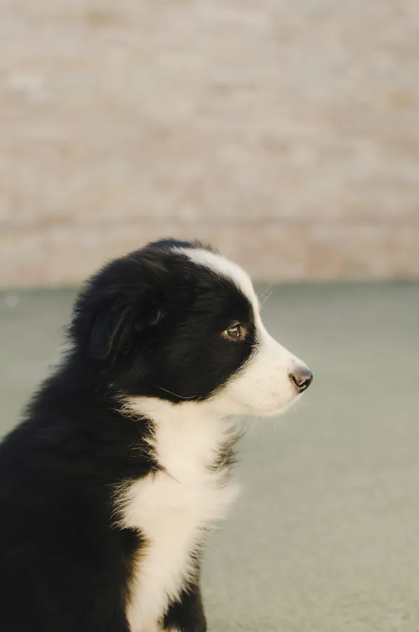 Puppy Socialization Guide 2026: Essential Steps for a Well-Behaved Dog 4