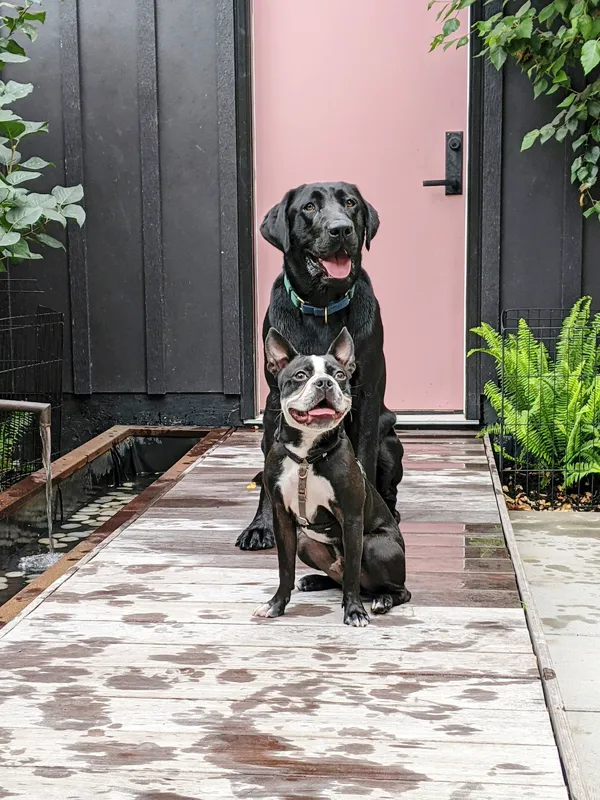 Puppy Socialization Guide 2026: Essential Steps for a Well-Behaved Dog 5